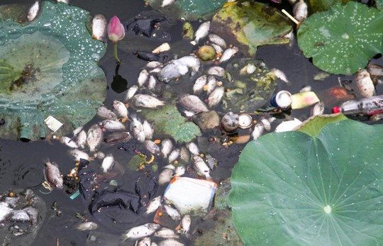 Bình Định: Cá chết hàng loạt, bốc mùi hôi thối ở hồ sinh thái Bàu Sen