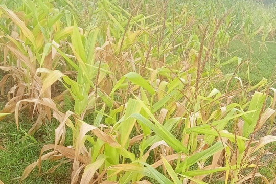 Bình Thuận: Gần 90 ha bắp ở huyện Hàm Thuận Nam bị thiệt hại do nắng hạn cục bộ