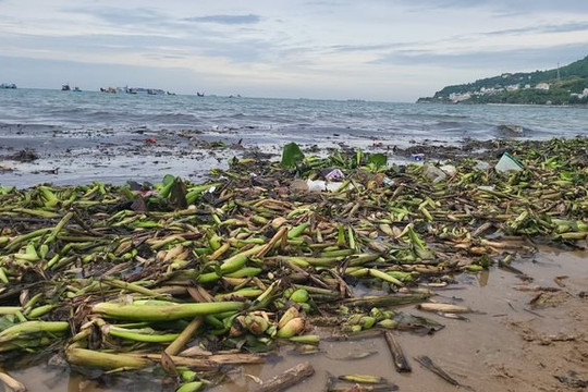 Thu gom hàng trăm tấn rác tràn vào bãi biển Vũng Tàu
