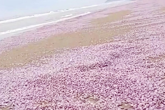 Thanh Hóa: Ngao chết chất đống trên bờ biển Hải Lĩnh