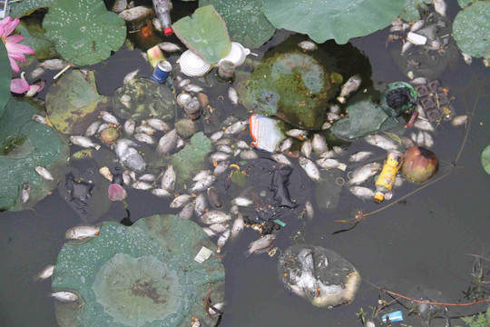 Bình Định: Nguyên nhân cá chết ở hồ Bàu Sen là do sốc nhiệt