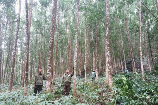 Tìm giải pháp trồng rừng gỗ lớn ở khu vực Bắc Trung Bộ