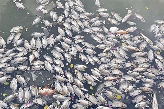 Phú Yên: Ảnh hưởng bão số 2, tôm cá chết đột ngột do thiếu oxy
