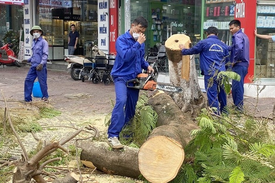 Hà Tĩnh: Cắt tỉa, chỉnh trang hệ thống cây xanh trước mùa mưa bão