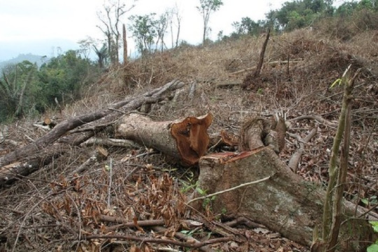 Quảng Trị: Lại xảy ra tình trạng chặt phá rừng ở huyện miền núi Đakrông