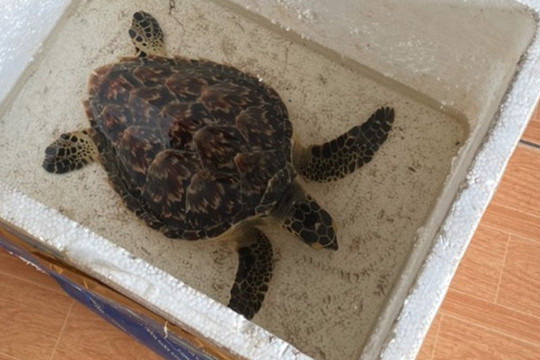 Bình Định: Thả rùa biển quý hiếm về môi trường tự nhiên