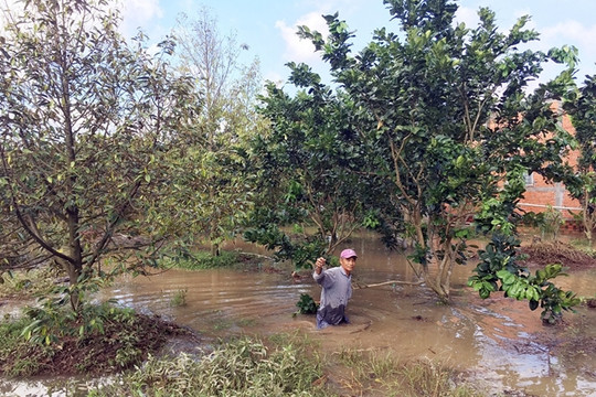 Cần Thơ: Chủ động giải pháp bảo vệ cây ăn quả trong mùa mưa lũ