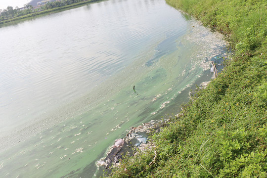 Bắc Giang: Khuôn viên Bách Việt cá chết hàng loạt gây ô nhiễm môi trường
