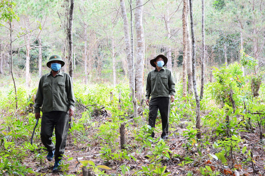 Gia Lai: Cần tiếp tục nâng cao độ che phủ rừng