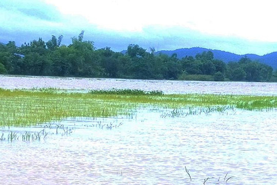Đắk Lắk: Gần 1.900 ha lúa hè thu ở huyện Lắk bị ngập lụt
