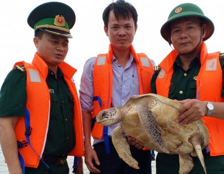 Thái Bình: Thả cá thể rùa biển nằm trong Sách đỏ về tự nhiên