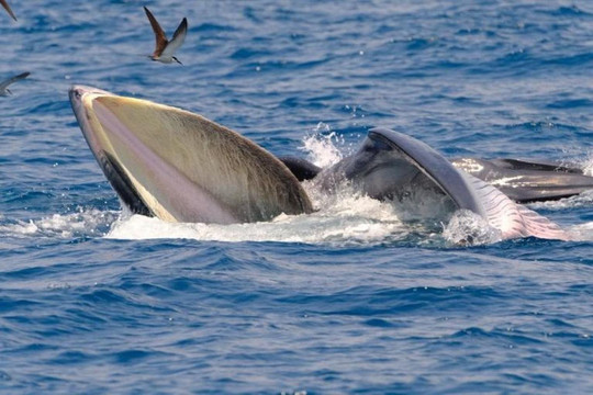 Bình Định: Xuất hiện cá voi ở biển Đề Gi 