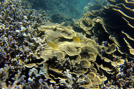 Đà Nẵng: Chung tay bảo vệ, phục hồi các rạn san hô
