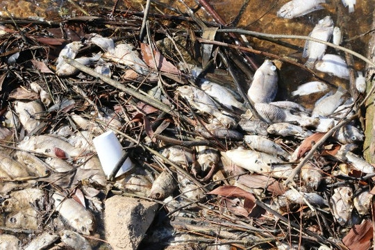 Hà Tĩnh: Khẩn trương tìm nguyên nhân cá chết ở hồ Bộc Nguyên