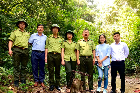 Bắc Giang: Thả cá thể Khỉ đuôi lợn về rừng tự nhiên Tây Yên Tử 