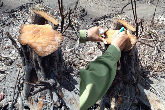 Hà Tĩnh: Điều tra cán bộ Khu bảo tồn thiên nhiên Kẻ Gỗ thuê người chặt phá rừng trái phép