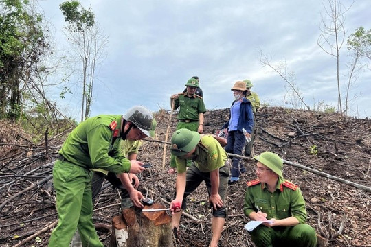 Hà Tĩnh: Cán bộ thuê người chặt phá rừng bị đình chỉ công tác 15 ngày 