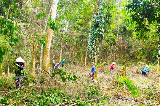 Thêm 30.000 cây gỗ lớn được trồng tại Thanh Hóa