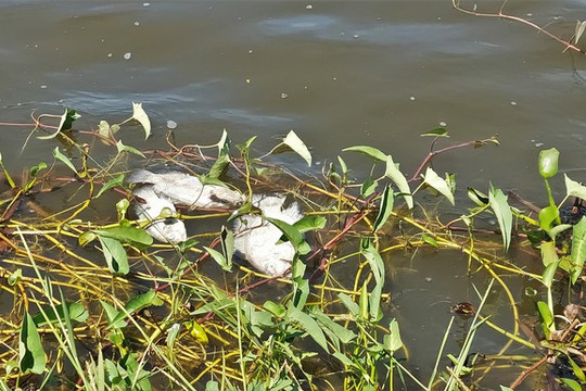 Quảng Trị: Hàng tấn cá chết bất thường, bốc mùi ở hồ Nước Chè
