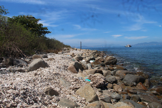 Khánh Hòa: Thống nhất giải pháp tổng thể phục hồi rạn san hô trong vịnh Nha Trang