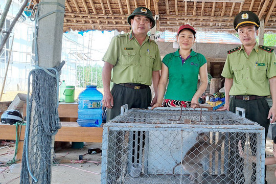 Thừa Thiên-Huế: Người dân giao nộp cá thể khỉ quý hiếm cho kiểm lâm