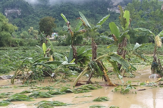 Yên Bái: Mưa lũ gây thiệt hại nặng cho hai huyện Văn Chấn và Văn Yên