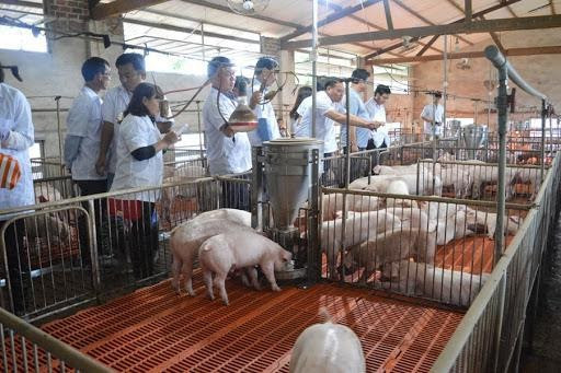 Hà Nam: Nhiều gia đình sử dụng men vi sinh trong chăn nuôi tránh bệnh tật và hạn chế ô nhiễm môi trường