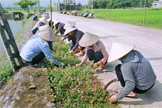 Thái Bình: Cánh đồng không rác thải ở Quỳnh Phụ