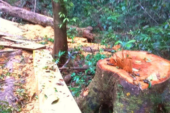 Gia Lai: Khởi tố vụ phá rừng đặc dụng ở huyện K'Bang