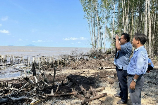 Cà Mau: Tình trạng sạt lở bờ biển tỉnh Cà Mau diễn biến hết sức phức tạp