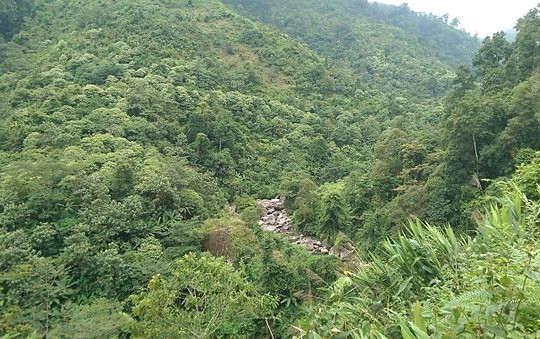 Bắc Ninh: Nâng cao năng lực quản lý, bảo vệ rừng giai đoạn 2023 - 2030