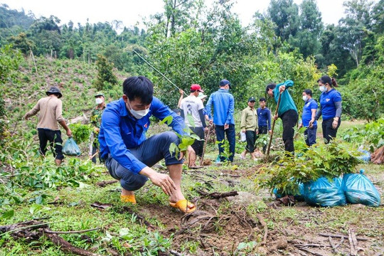 Quảng Ngãi kêu gọi ủng hộ Quỹ trồng cây xanh trên địa bàn tỉnh