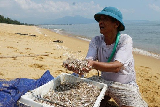 Quảng Bình: Ngư dân Quảng Trạch trúng mùa cá cơm