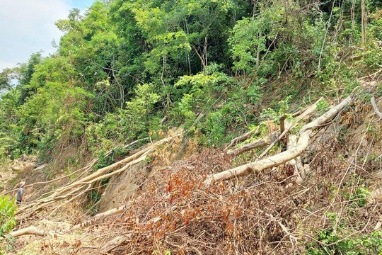 Nhiều ha rừng tự nhiên ở Quảng Trị bị chặt phá