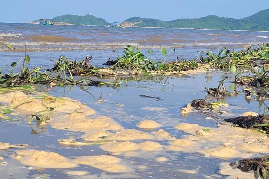 Hà Tĩnh: Bèo tây xuất hiện ở biển Cửa Sót, gây ô nhiễm môi trường