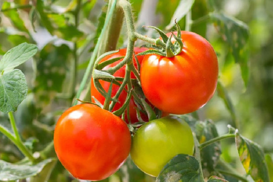 Cách chế biến cà chua làm thuốc, phòng, chống bệnh tật