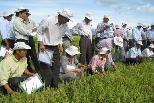Phú Yên: Hiệu quả từ mô hình canh tác lúa thân thiện với môi trường