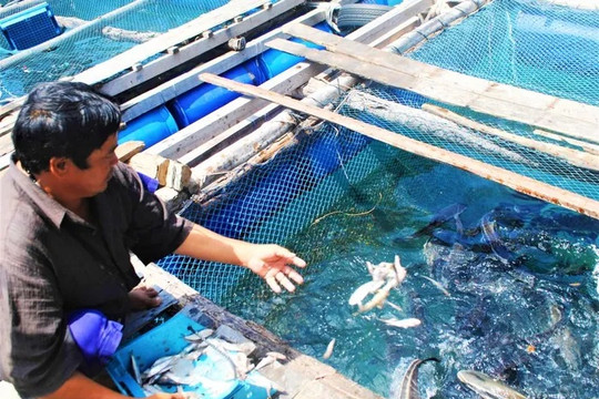 Cà Mau: Chỉ đạo điều tra nguyên nhân cá bớp nuôi lồng bè chết ở Hòn Chuối