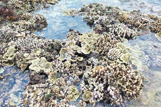 Quảng Ngãi: Tiêu hủy 27 cây san hô do ngư dân khai thác trái phép 