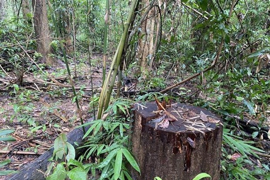 Kon Tum: Mở rộng điều tra vụ phá rừng Sa Thầy