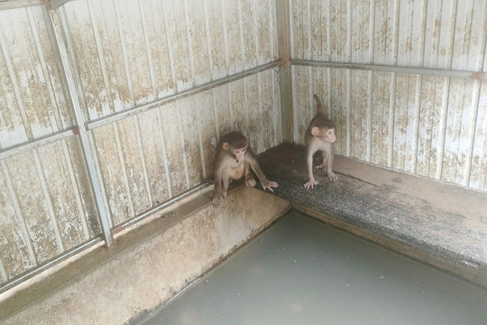 Hà Tĩnh: Thả 4 cá thể khỉ quý hiếm về môi trường tự nhiên