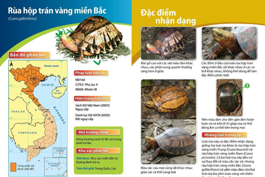 Ra mắt “Sách hướng dẫn định dạng các loài rùa cạn và rùa nước ngọt Việt Nam” 2022
