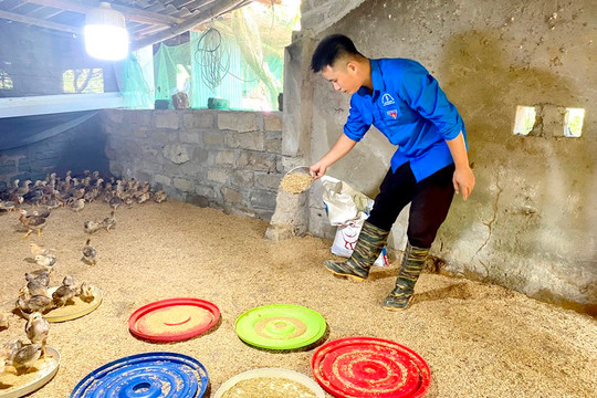Hà Giang: Huyện Vị Xuyên giảm tình trạng ô nhiễm môi trường trong chăn nuôi