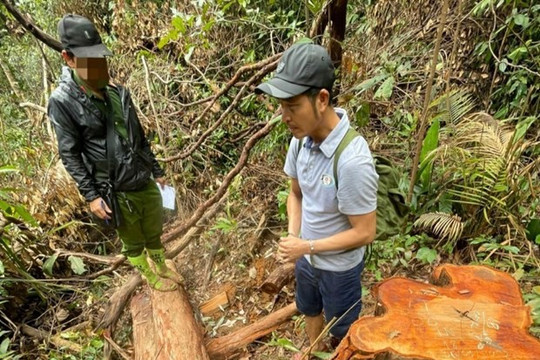 Kon Tum: Bắt giữ 3 đối tượng phá rừng Sa Thầy