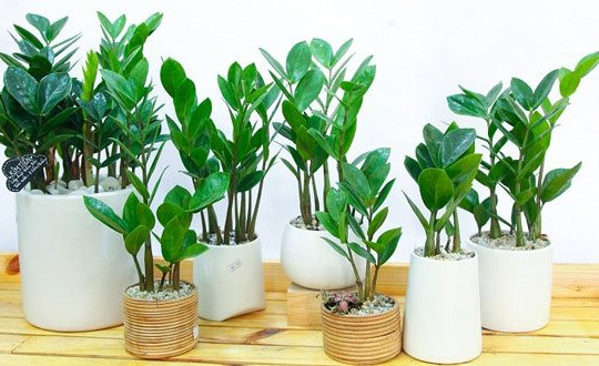 7 loại cây cảnh giúp thanh lọc không khí trong nhà