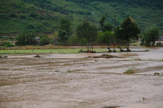 Lâm Đồng ban hành Công điện hoả tốc về ứng phó khẩn cấp với bão số 4