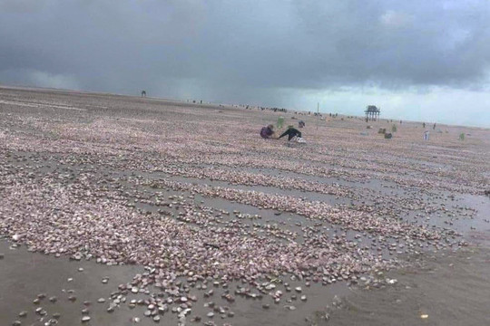 Nam Định: Sau bão Noru hàng nghìn tấn ngao dạt trắng bờ biển là hiện tượng bình thường