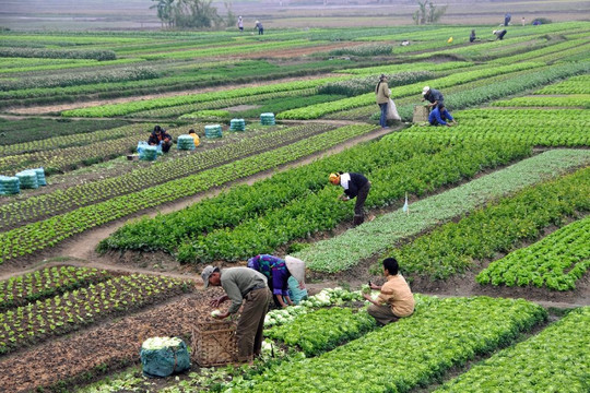 Hướng tới nền nông nghiệp tăng trưởng xanh