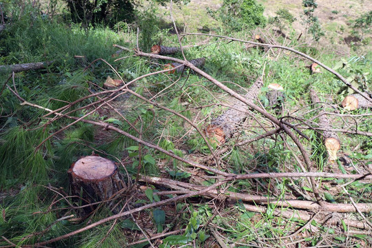 Điều tra, xử lý nghiêm vụ hàng trăm cây thông bị chặt phá ở Lâm Đồng