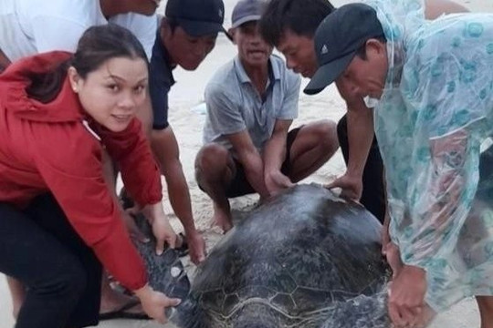 Quảng Trị: Thả rùa biển gần 100 kg về tự nhiên